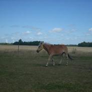 Haflinger Nichi