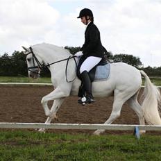 Irsk Sportspony Cappachino Pensioneret