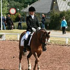 Hollandsk Sportspony Wander (redet)