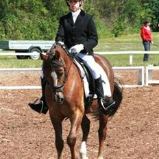 Hollandsk Sportspony Wander (redet)