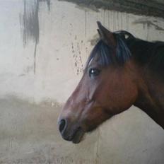 Anden særlig race Felex SOLGT