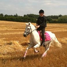 New Forest Araber PrinsDelight SOLGT
