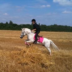 New Forest Araber PrinsDelight SOLGT