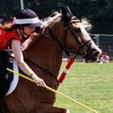 Welsh Cob (sec D) Reballe Tazet Toyboy