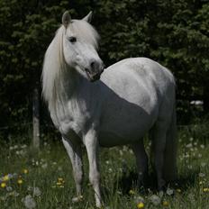 Welsh Pony (sec B) | Cindia |