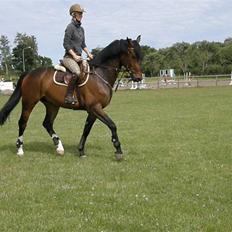 Dansk Varmblod Corlido M