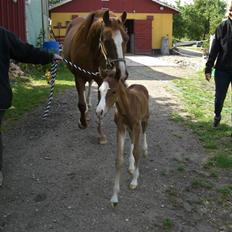 Anden særlig race Tessebølle's Santiago