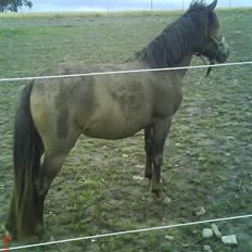 Anden særlig race KAHLUA (solgt)