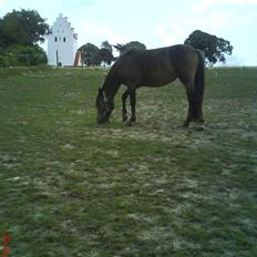 Anden særlig race KAHLUA (solgt)