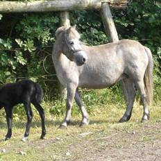 Anden særlig race Welsh mountain Mille SOLGT