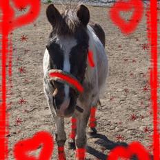 Anden særlig race Flicka sanet og elsket (RIP):(