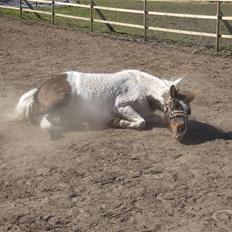 Anden særlig race Flicka sanet og elsket (RIP):(