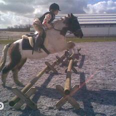 Anden særlig race Flicka sanet og elsket (RIP):(