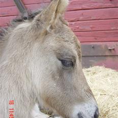 Islænder Sæmi fra Grøftekanten