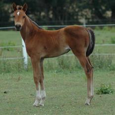 Dansk Varmblod Kastaniegården´s  Nedina 
