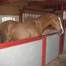 Palomino Lady - SOLGT :'( 