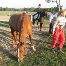 Palomino Lady - SOLGT :'( 