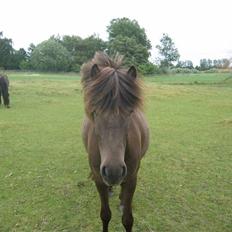 Islænder Síf fra Brösarpsgård