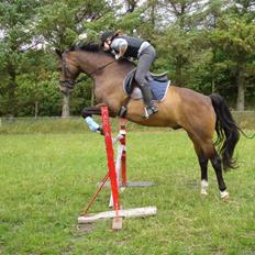 Dansk Varmblod Anders SOLGT!