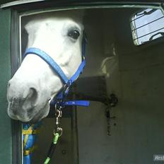 Anden særlig race Figo