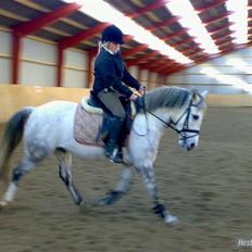 Anden særlig race Figo