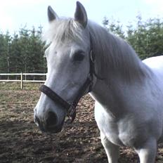 Anden særlig race Musse. R.I.P. *Himmel hest*