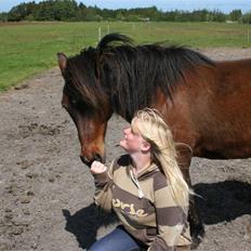 Islænder / araber Siggi fra Højbo