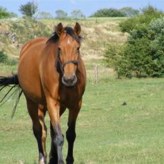 Dansk Varmblod Magnifique [R.I.P]