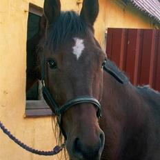 Traver Kashmir W (Tidligere part