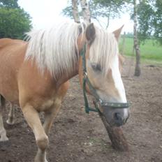 Haflinger Nichi