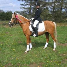 Palomino Beauty *Solgt*