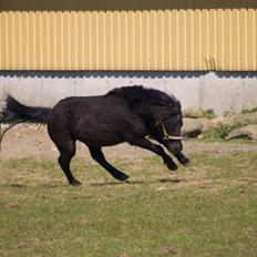 Shetlænder Hero