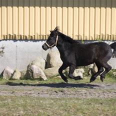 Shetlænder Hero