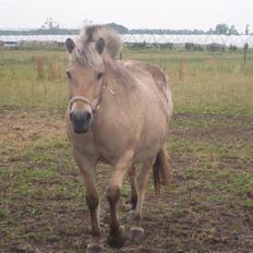Fjordhest Fie *'solgt'*