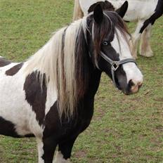 Irish Cob Blue Eyed Angel*SOLGT*