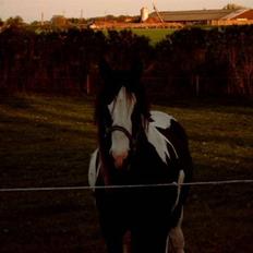 Irish Cob Blue Eyed Angel*SOLGT*