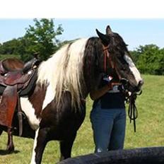 Irish Cob Blue Eyed Angel*SOLGT*