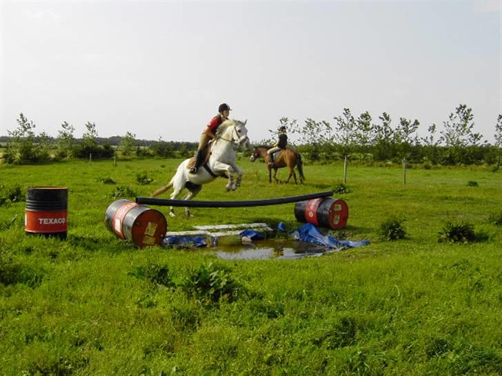 Irsk Sportspony Cappachino Pensioneret - Wwooohhuu fede springer vandgrav:D og han elsker det<3 (Fotograf: Annebeth) billede 2