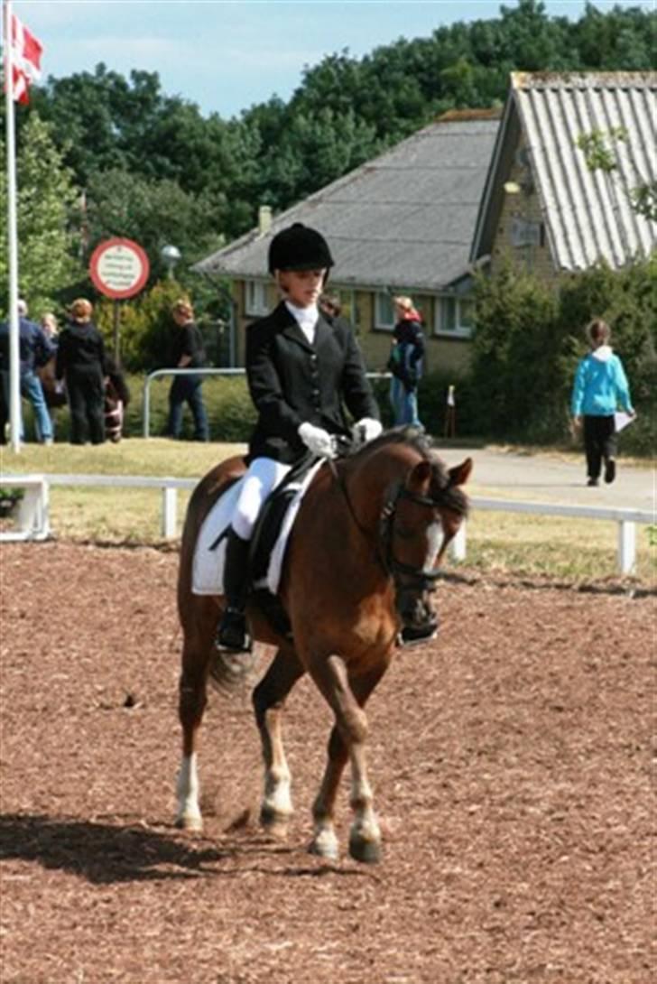 Hollandsk Sportspony Wander (redet) billede 1