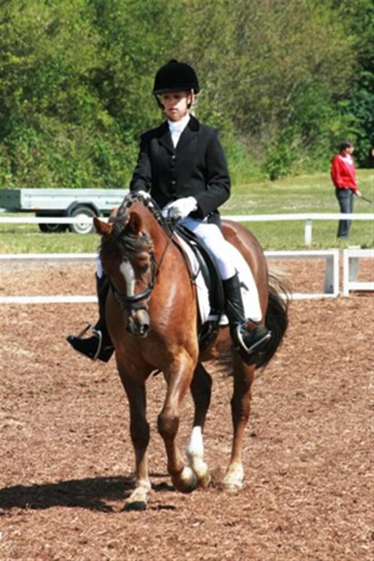 Hollandsk Sportspony Wander (redet) billede 2