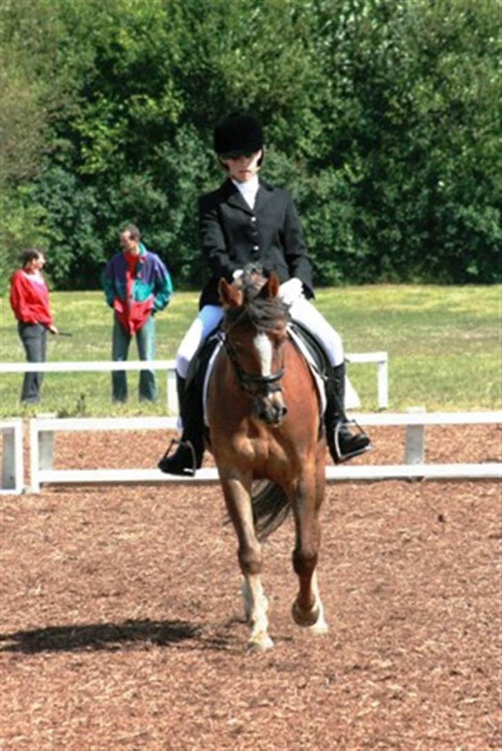 Hollandsk Sportspony Wander (redet) billede 3