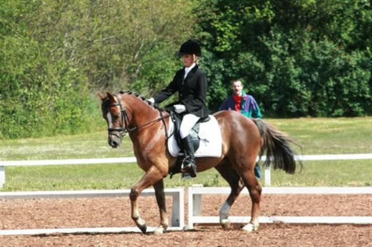 Hollandsk Sportspony Wander (redet) billede 4