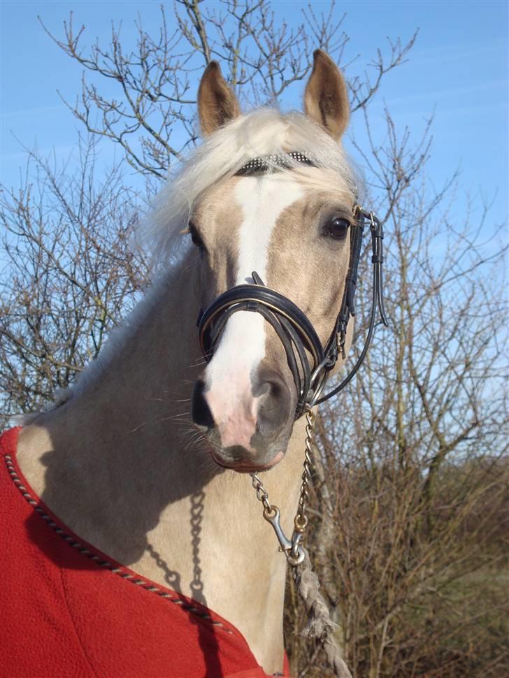 Palomino - Silver (B-PONY) [Tidl. hest] - 14) billede 14
