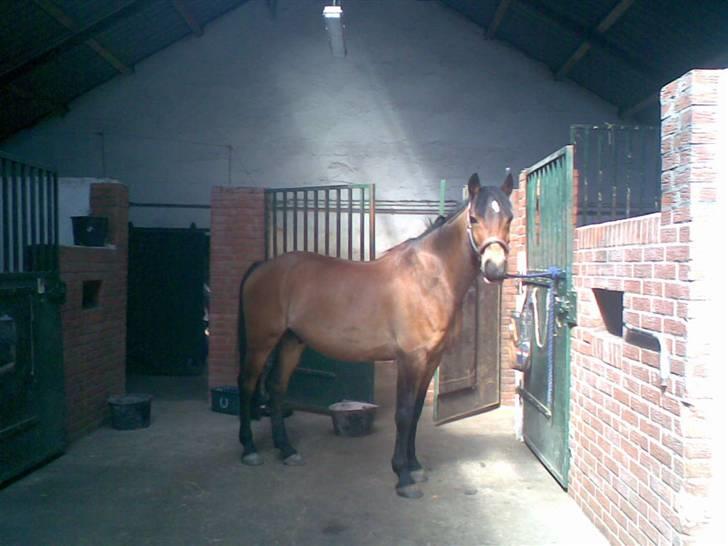 Anden særlig race Felex SOLGT billede 1