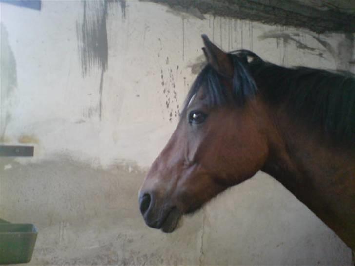 Anden særlig race Felex SOLGT billede 2