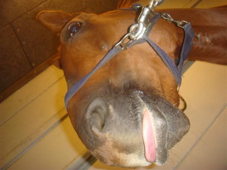 Hannoveraner noi  - noi lækker baby tunge billede 4