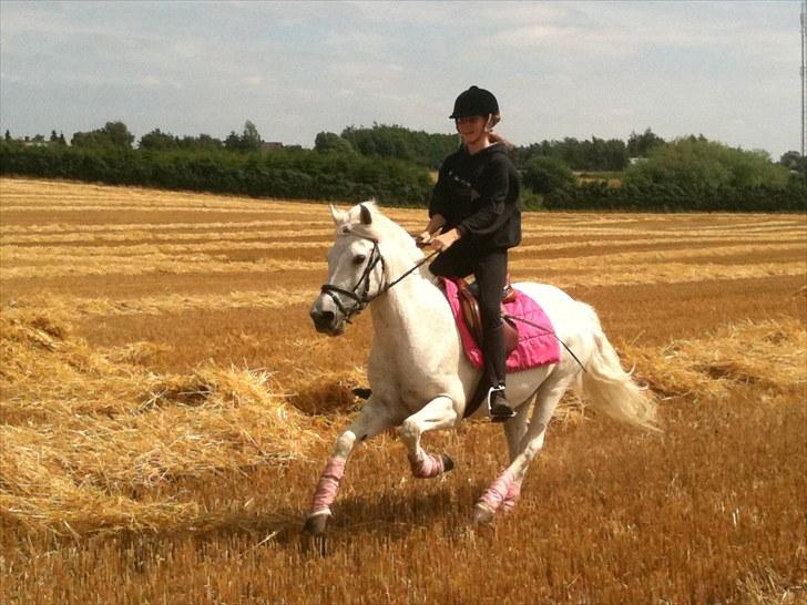 New Forest Araber PrinsDelight SOLGT - Jeg troede ALDRIG at det skulle ske...!  Prins i PINK! -forfærteligt! :D  billede 1