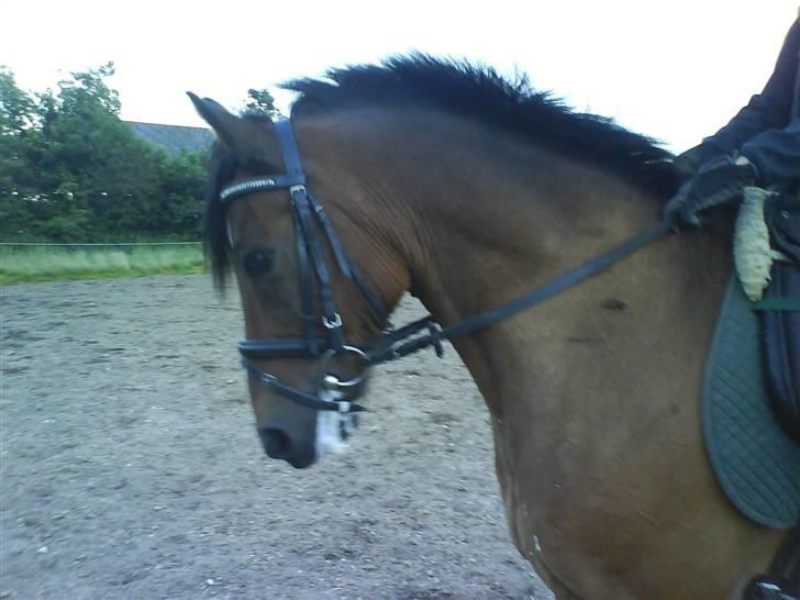 Anden særlig race Felex SOLGT billede 4