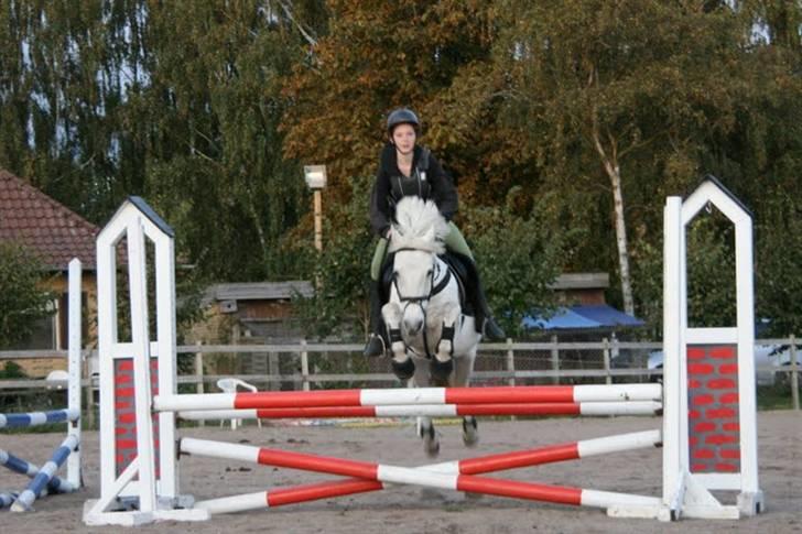 New Forest Araber PrinsDelight SOLGT billede 4