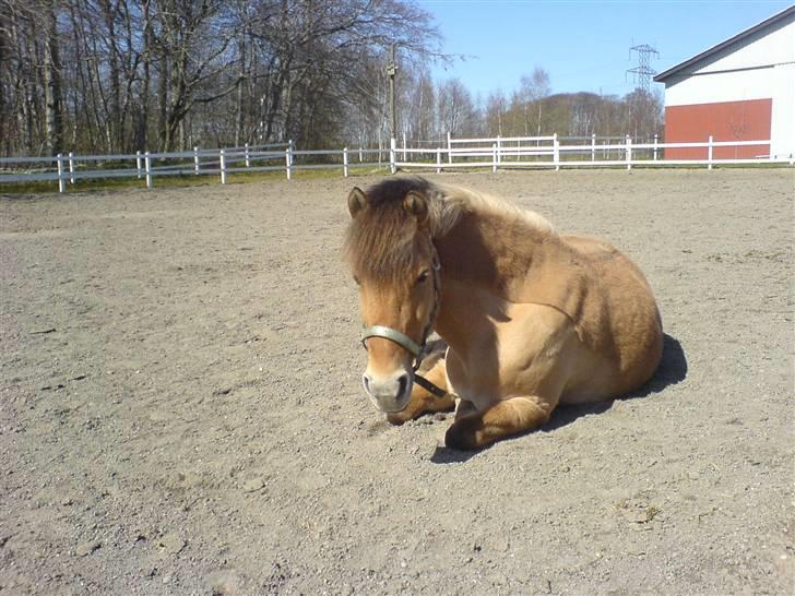 Anden særlig race Flora Danica - på fold... Foto: Mig billede 14